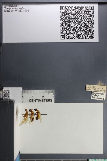 Media type: image; Entomology 675129